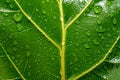 Close up of a wet and shiny green leaf with yellow veins Royalty Free Stock Photo