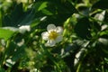 A close up of wet snow-white strawberry flower among the leaves in the garden