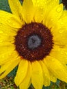 Close-up of wet sun flower with rainy water drops on, green background Royalty Free Stock Photo