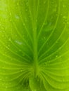 Close up wet tropical leaf. Natural background.