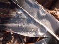 close up of wet water drops on bird feather nature ground Royalty Free Stock Photo