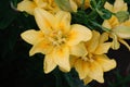 A close up of yellow double lily of the 'Fata Morgana' variety (Asiatic hybrid lily) in the garden