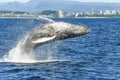 Close up of whale breaching.
