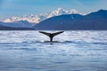 Close up of a whale fin, Alaska