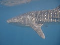 Close-Up of a whale shark, Maldives Royalty Free Stock Photo