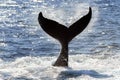 Close up of whale tail silhouette as the sun shines on the ocean Royalty Free Stock Photo