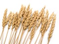 Close up of wheat Royalty Free Stock Photo
