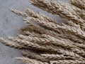 Close up of wheat Royalty Free Stock Photo
