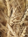 Close up of wheat. Royalty Free Stock Photo