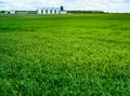 Close up of wheat crops field, agricultural hills landscape with a grain storage facility on horizon. Focus on green grass