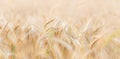 Close up of a wheat ear. Wheat field Royalty Free Stock Photo