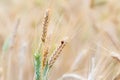 Close up of wheat ear and ladybug Royalty Free Stock Photo