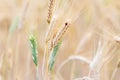 Close up of wheat ear and ladybug Royalty Free Stock Photo
