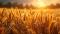 Close-up of wheat ears in a field illuminated by the golden light of the setting sun Royalty Free Stock Photo