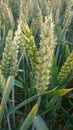 Close up of wheat ears in wheat field