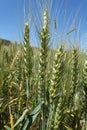 close-up of wheat ears in the field, wheat ears images, wheat farming and wheat harvest time