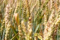 Close-up of wheat ears with ladybug Royalty Free Stock Photo