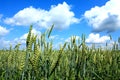 Close up of wheat ears Royalty Free Stock Photo