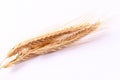 Close up wheat ears on white background Royalty Free Stock Photo