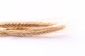 Close up wheat ears on white background Royalty Free Stock Photo