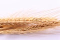 Close up wheat ears on white background Royalty Free Stock Photo