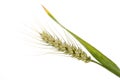 Ear of wheat Royalty Free Stock Photo