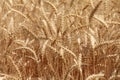 Close up of a Wheat field Royalty Free Stock Photo