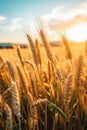 a close up of wheat in a field