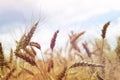 Close up of wheat field Royalty Free Stock Photo