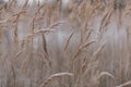 Close-up of wheat field on cold early autumn morning