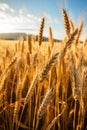 a close up of wheat in a field