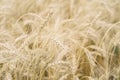 Close-up of wheat field, ears of cereals in the hot summer noon. With place for your text, for background use. Royalty Free Stock Photo