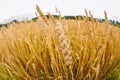 Wheat field in Poland Royalty Free Stock Photo