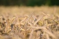 Close up of a wheat field in the sun