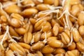 Close up of wheat germ background Royalty Free Stock Photo