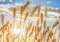 Wheat grain blowing in the wind Royalty Free Stock Photo
