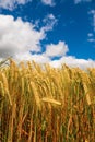 Close up on a wheat grain field. Agriculture industry. Bread and pastry product production. Food supply chain business. Rich gold