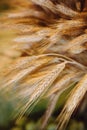Close up of wheat grain on husks Royalty Free Stock Photo