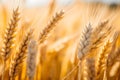 Close up of wheat grain in sunny field