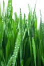 A close up of wheat grass with a fresh morning dew. Energy from nature. Royalty Free Stock Photo