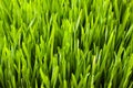 A close up of wheat grass with a fresh morning light. Energy from nature. Royalty Free Stock Photo