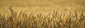 Close up, wheat, harvest time