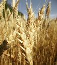 Close-up wheat heads Royalty Free Stock Photo