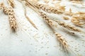 Close-up, wheat spike on white background, space for text