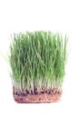 Close up of a wheat sprouts Royalty Free Stock Photo