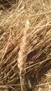 Close up of wheat straw