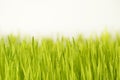 Close up wheatgrass Royalty Free Stock Photo