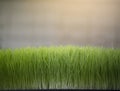 Close up wheatgrass  background Royalty Free Stock Photo