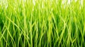 Close up of wheatgrass plant for a background Royalty Free Stock Photo