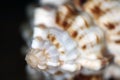 Close up whelk shell with brown spots, sea shell, mollusk shell, Royalty Free Stock Photo